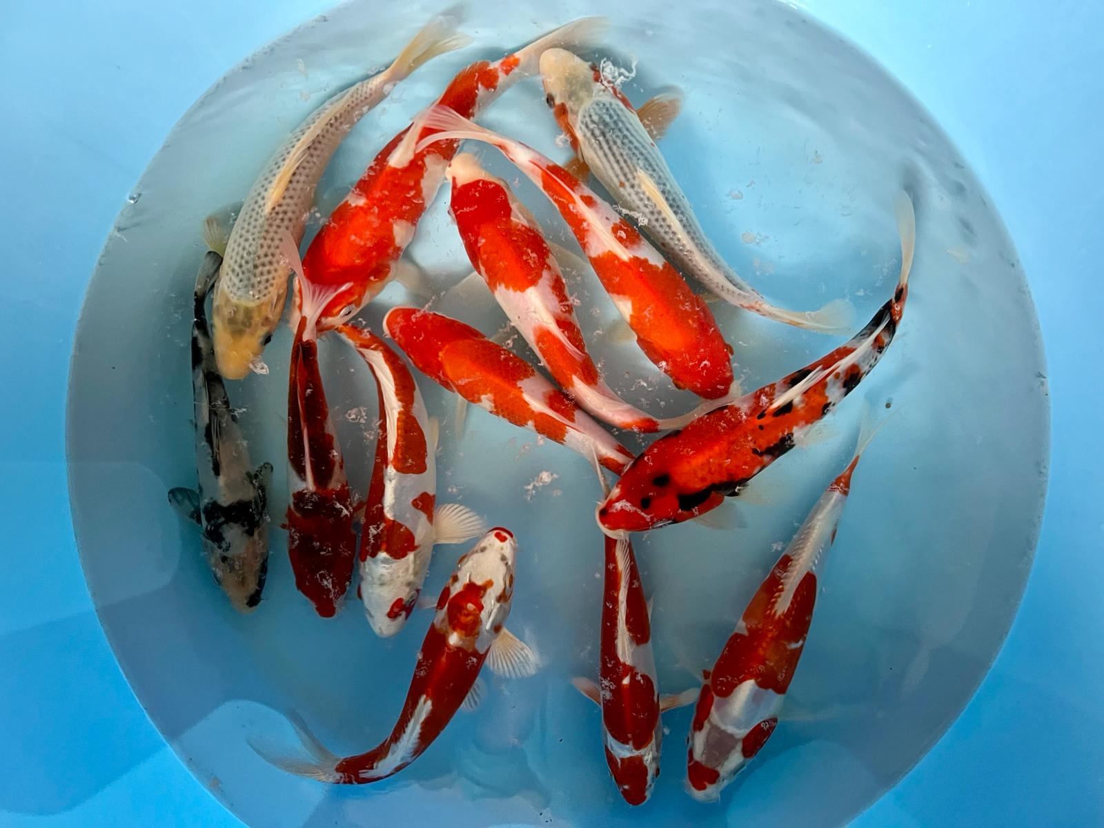 YAGENJI TOSAI MIX YAG 006