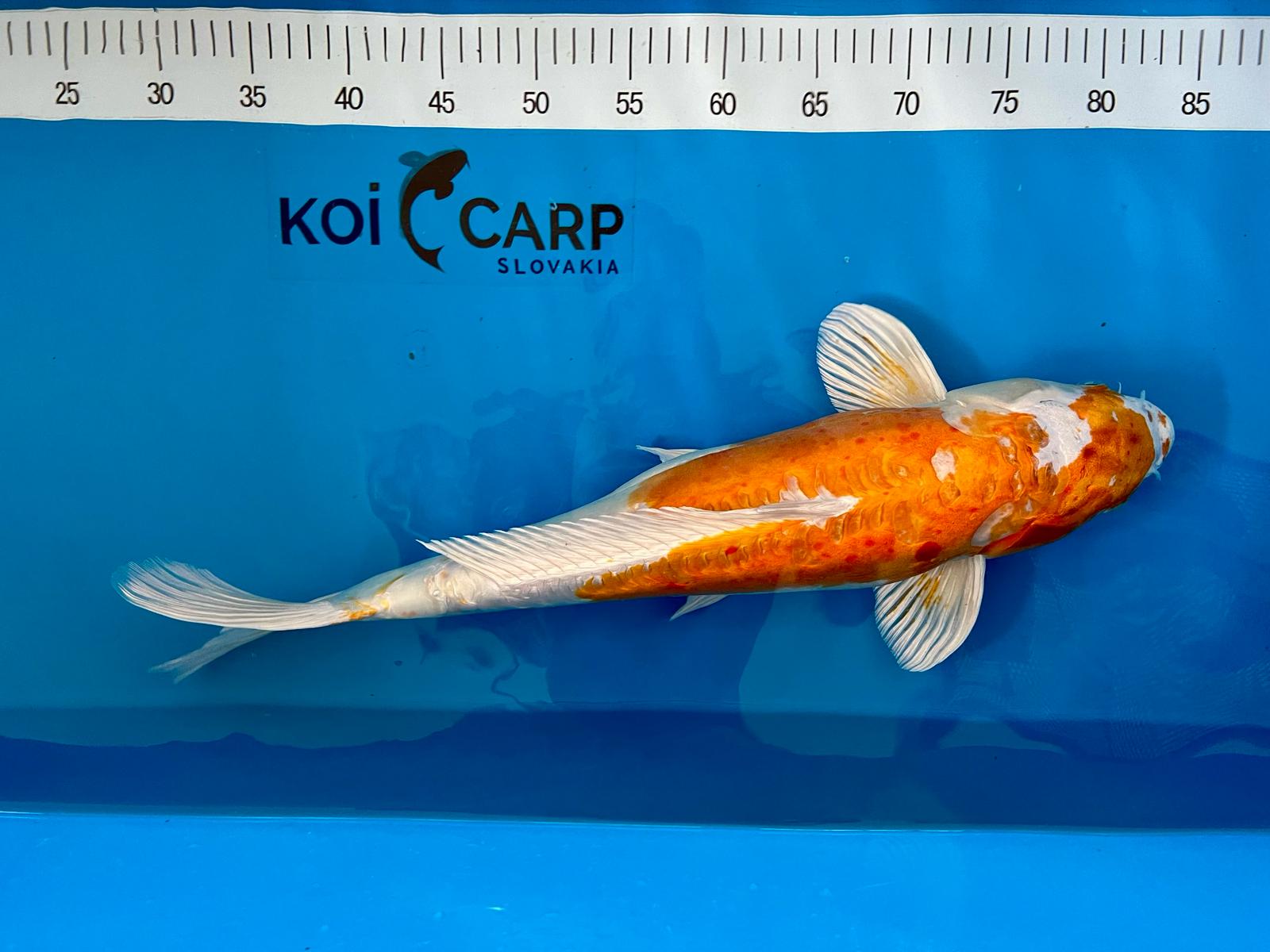 DOITSU METALIC OCHIBA, MALE, 54CM, KOSHIJI 