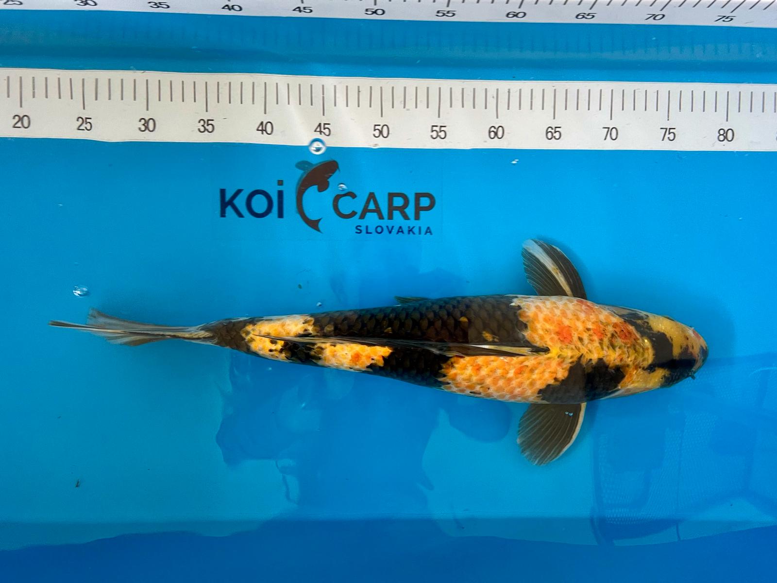 KI UTSURI, MALE, 52CM, OTSUKA 