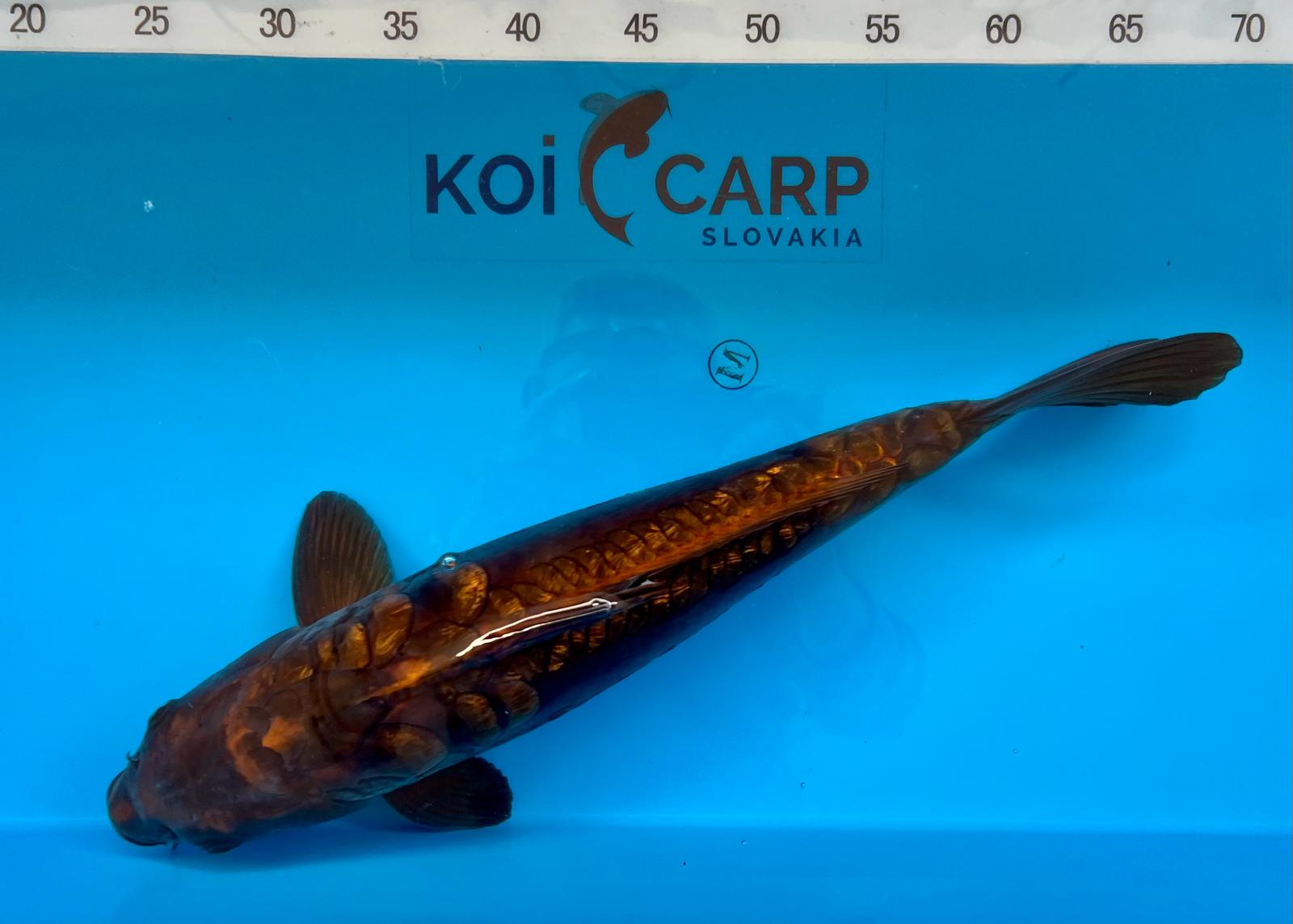 DOITSU CHAGOI ARAGOKE, MALE, 45CM, IKARASHI T 